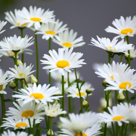 Les coups de cœur de mars